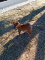 Shiba Inu Puppies for sale in Colorado Springs, CO 80922, USA. price: $2,000