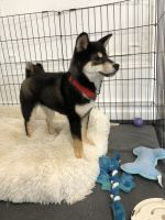 Shiba Inu Puppies for sale in Brooklyn, NY, USA. price: $6,000