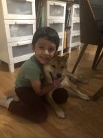 Shiba Inu Puppies for sale in Clearwater, FL, USA. price: $1,000