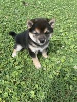 Shiba Inu Puppies for sale in Mason, WV, USA. price: $3,000