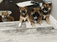Shiba Inu Puppies Photos