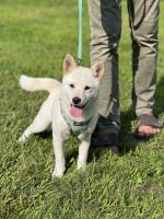 Shiba Inu Puppies for sale in Pelham, NH 03076, USA. price: $1,500