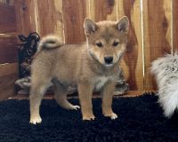 Shiba Inu Puppies for sale in Mammoth Spring, AR 72554, USA. price: $1,000
