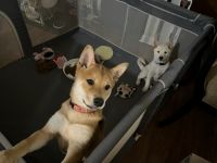 Shiba Inu Puppies for sale in Norfolk, VA 23502, USA. price: $900