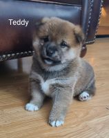 Shiba Inu Puppies for sale in Douglas, WY 82633, USA. price: $950