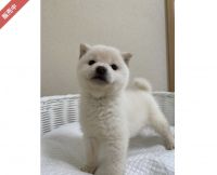 Shiba Inu Puppies for sale in Seattle, Washington. price: $4,500