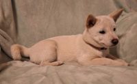 Shiba Inu Puppies for sale in Salina, Kansas. price: $100