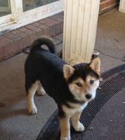 Shiba Inu Puppies for sale in St. Louis, Missouri. price: $500