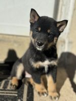 Shiba Inu Puppies for sale in New Castle, Delaware. price: $500