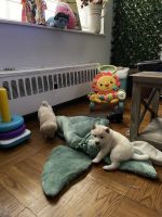 Shiba Inu Puppies for sale in West New York, New Jersey. price: $2,000