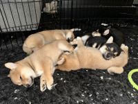 Shiba Inu Puppies for sale in Northridge, California. price: $3,500