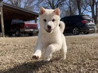 Shiba Inu Puppies for sale in Norman, Oklahoma. price: $1,200