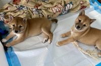 Shiba Inu Puppies for sale in Brooklyn, New York. price: $1,250