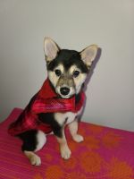Shiba Inu Puppies for sale in Rogers Park, Chicago, IL, USA. price: $750