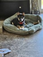 Shiba Inu Puppies for sale in Pierpont, OH 44082, USA. price: $800