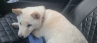 Shiba Inu Puppies for sale in Miami, FL, USA. price: $1,000