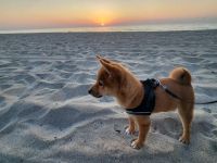 Shiba Inu Puppies for sale in Hollywood, Florida. price: $3,000