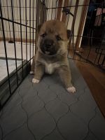 Shiba Inu Puppies for sale in Boswell, Indiana. price: NA