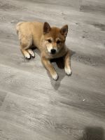 Shiba Inu Puppies for sale in Staten Island, New York. price: $399
