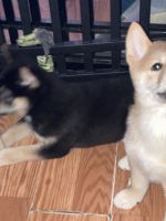 Shiba Inu PUPS!