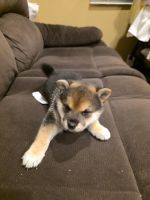 Shiba Inu Puppies for sale in Pasadena, CA 91106, USA. price: $1,000