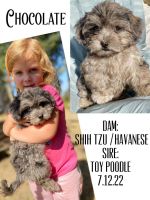 Shih-Poo Puppies for sale in Albany, OR 97321, USA. price: $600