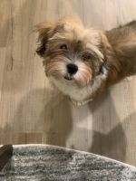Shih-Poo Puppies for sale in Cypress, TX, USA. price: $1,000