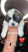 Shih-Poo Puppies for sale in 2311 Southern Blvd, The Bronx, NY 10460, USA. price: NA