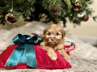 Shih-Poo Puppies for sale in Houston, TX, USA. price: $2,900
