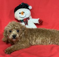 Shih-Poo Puppies for sale in Dundee, OH 44624, USA. price: $800