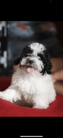 Shih-Poo Puppies for sale in Rockville Centre, NY, USA. price: $1,500
