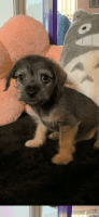 Shih-Poo Puppies for sale in Plantation, FL, USA. price: $500