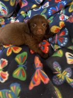 Shih-Poo Puppies for sale in King of Prussia, Pennsylvania. price: $500