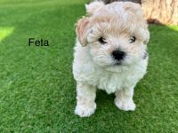 Shih-Poo Puppies for sale in Pleasant Hill, California. price: $2,000