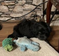 Shih-Poo Puppies for sale in Nashville, TN, USA. price: $650