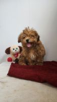 Shih-Poo Puppies for sale in Farnham, Virginia. price: $975