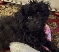 Shih-Poo Puppies for sale in Las Vegas, Nevada. price: $1,700