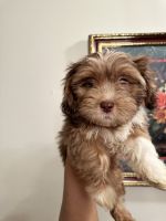 Shih-Poo Puppies for sale in Catonsville, Maryland. price: $850