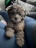 Shih-Poo Puppies for sale in Morristown, New Jersey. price: $1,500