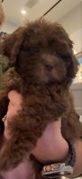 Shih-Poo Puppies for sale in Brooklyn, New York. price: $800