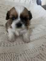 Shih-Poo Puppies for sale in Port St. Lucie, Florida. price: $1,600