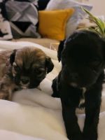 Shih-Poo Puppies for sale in Phoenix, AZ, USA. price: $550