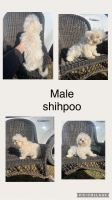 Shih-Poo Puppies for sale in Salisbury, North Carolina. price: $300