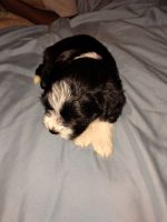 Shih-Poo Puppies for sale in DeSoto, Texas. price: $250