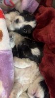 Shih-Poo Puppies for sale in Boise, Idaho. price: $1,500