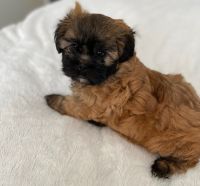 Shih-Poo Puppies for sale in Lincoln, California. price: $1,000