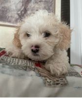 Shih-Poo Puppies for sale in Boston, Massachusetts. price: $1,750