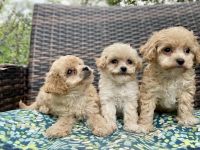 Shih-Poo Puppies for sale in Broxton, GA 31519, USA. price: $700