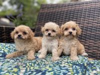 Shih-Poo Puppies for sale in Broxton, GA 31519, USA. price: $700