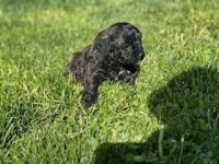 Shih-Poo Puppies for sale in Topeka, KS, USA. price: $450